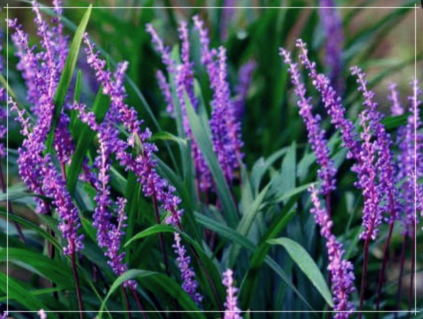 볶은 맥문동: 한국의 맛있는 요리와 그 효능