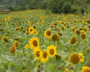 태백 해바라기 축제32