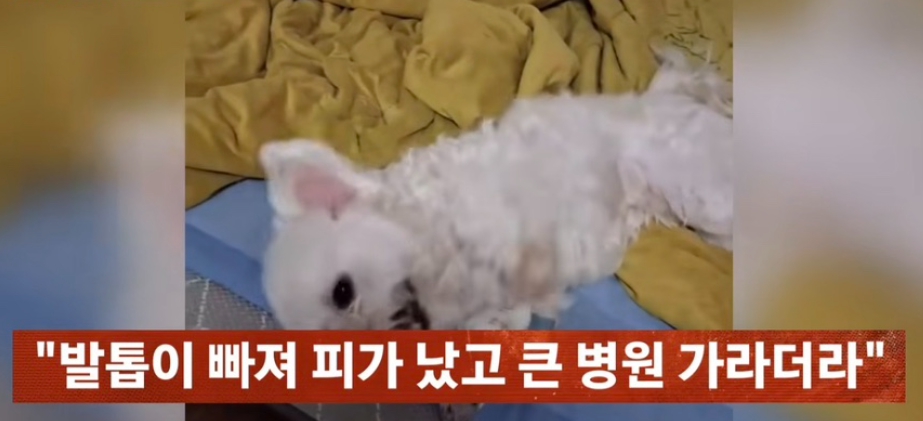 인천 부평 강아지 학대