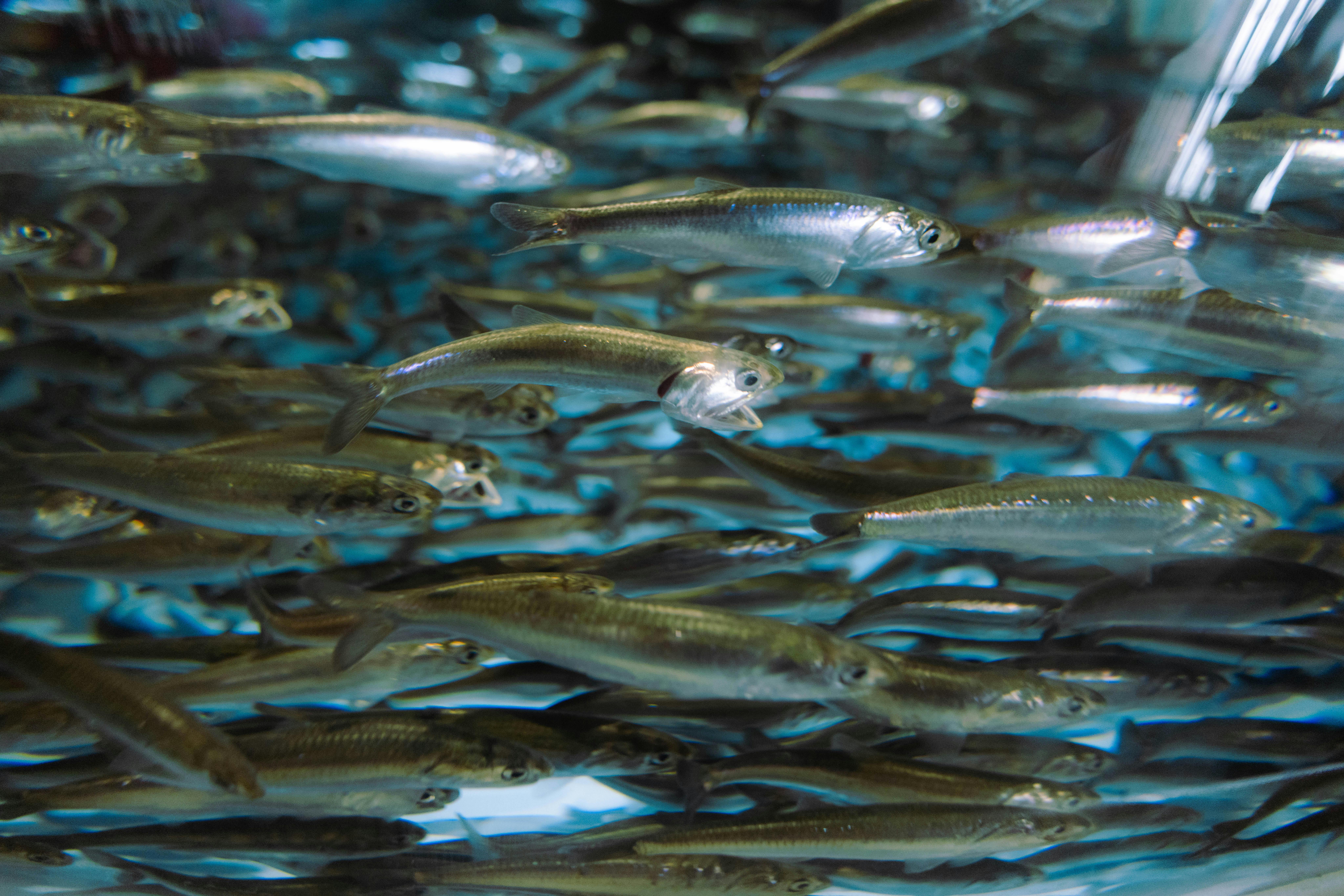 바다속 청어 살아있는 청어사진