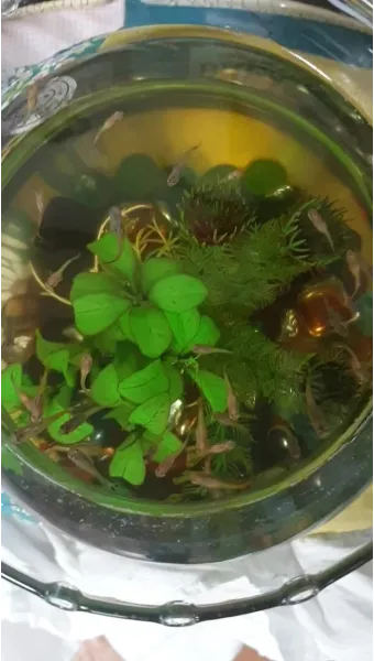 구피 키우기와 건강하게 번식시키는 팁_18