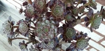 다육이 흑법사 키우기, 철화, 물주기, 꽃, 꽃말_48