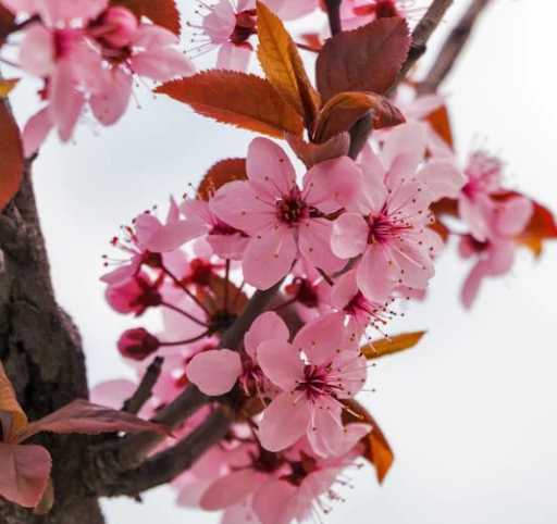 오사카 벚꽃 개화시기 2025