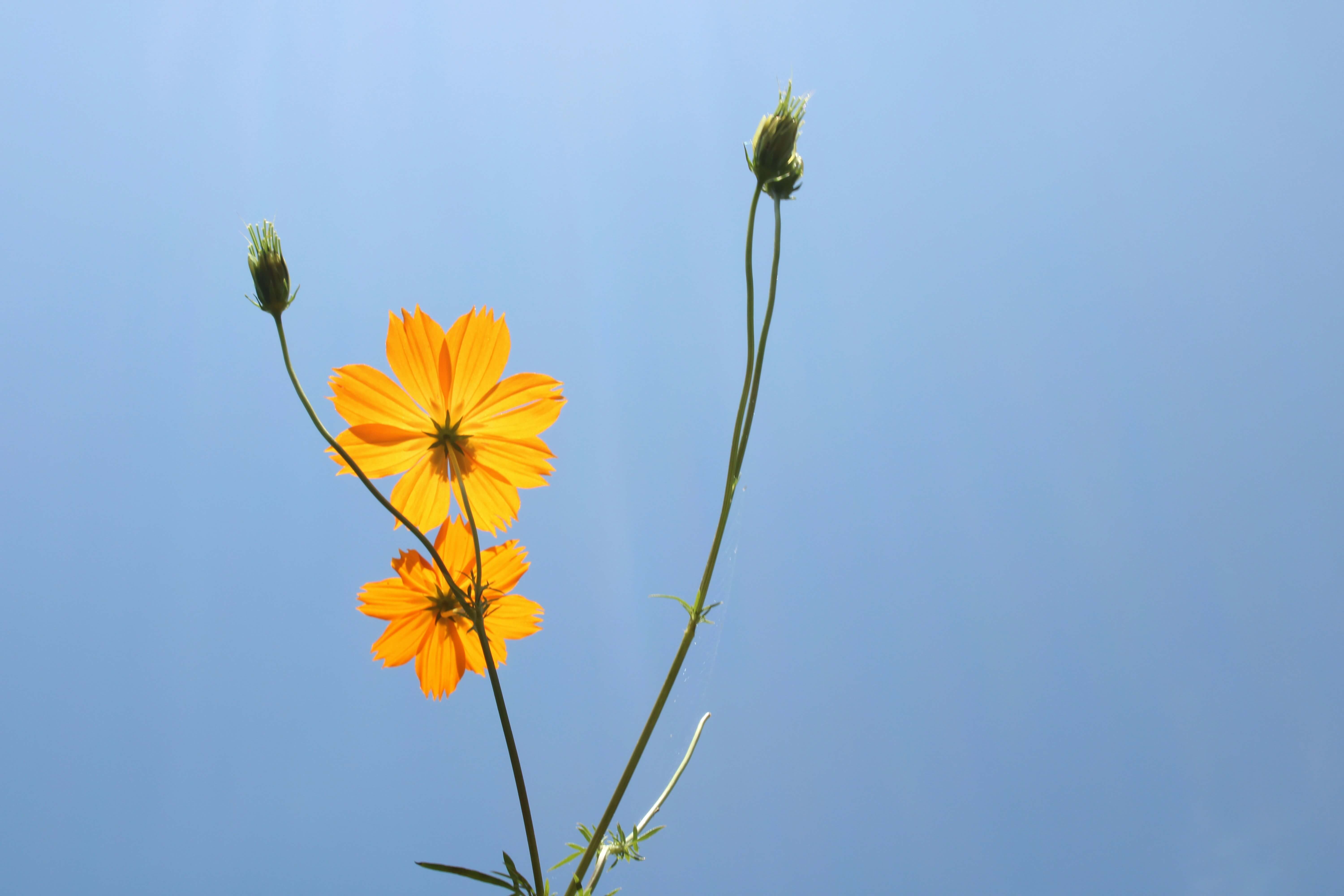 안성 팜랜드 코스모스 축제 할인