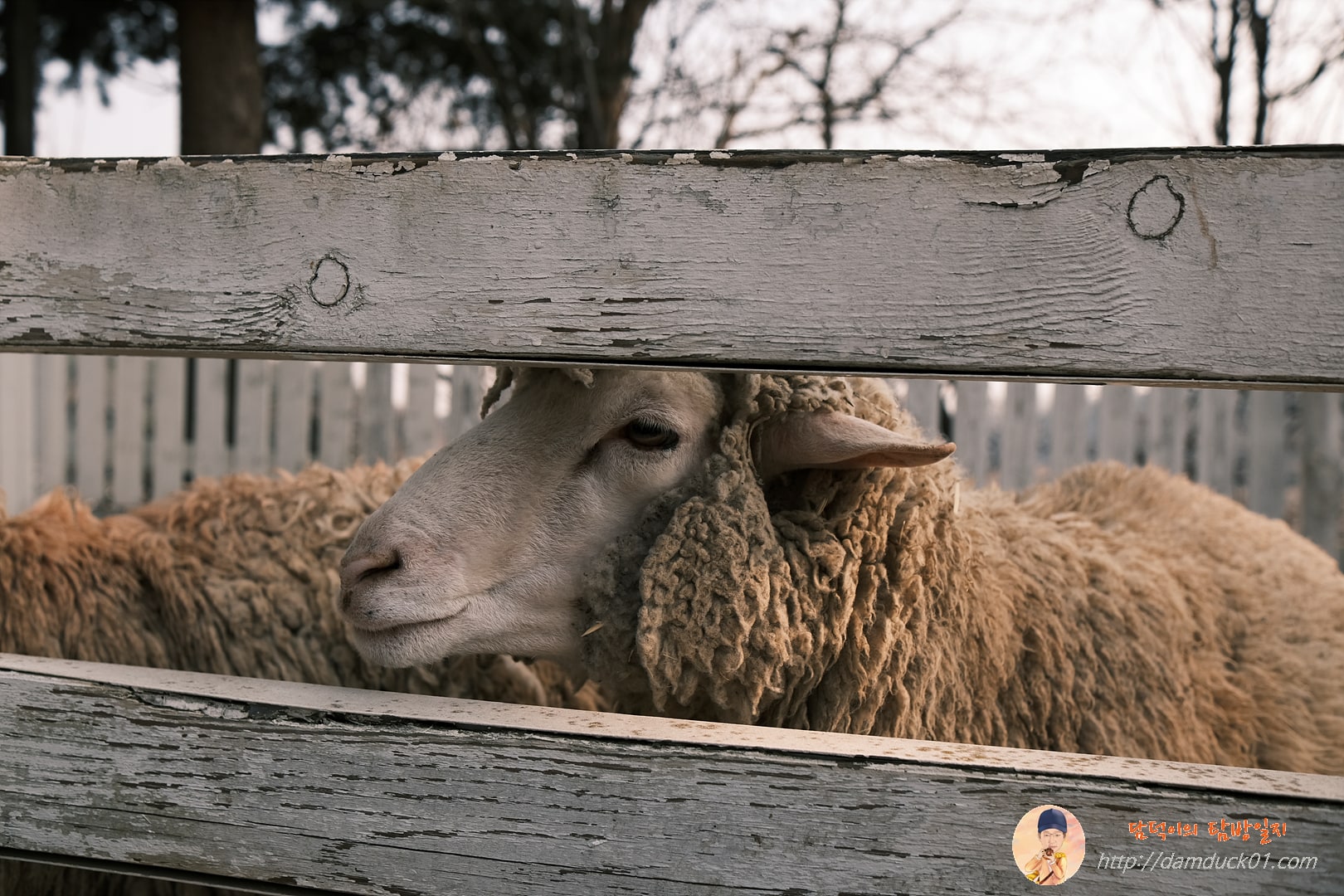 사람들에게 익숙한 양들