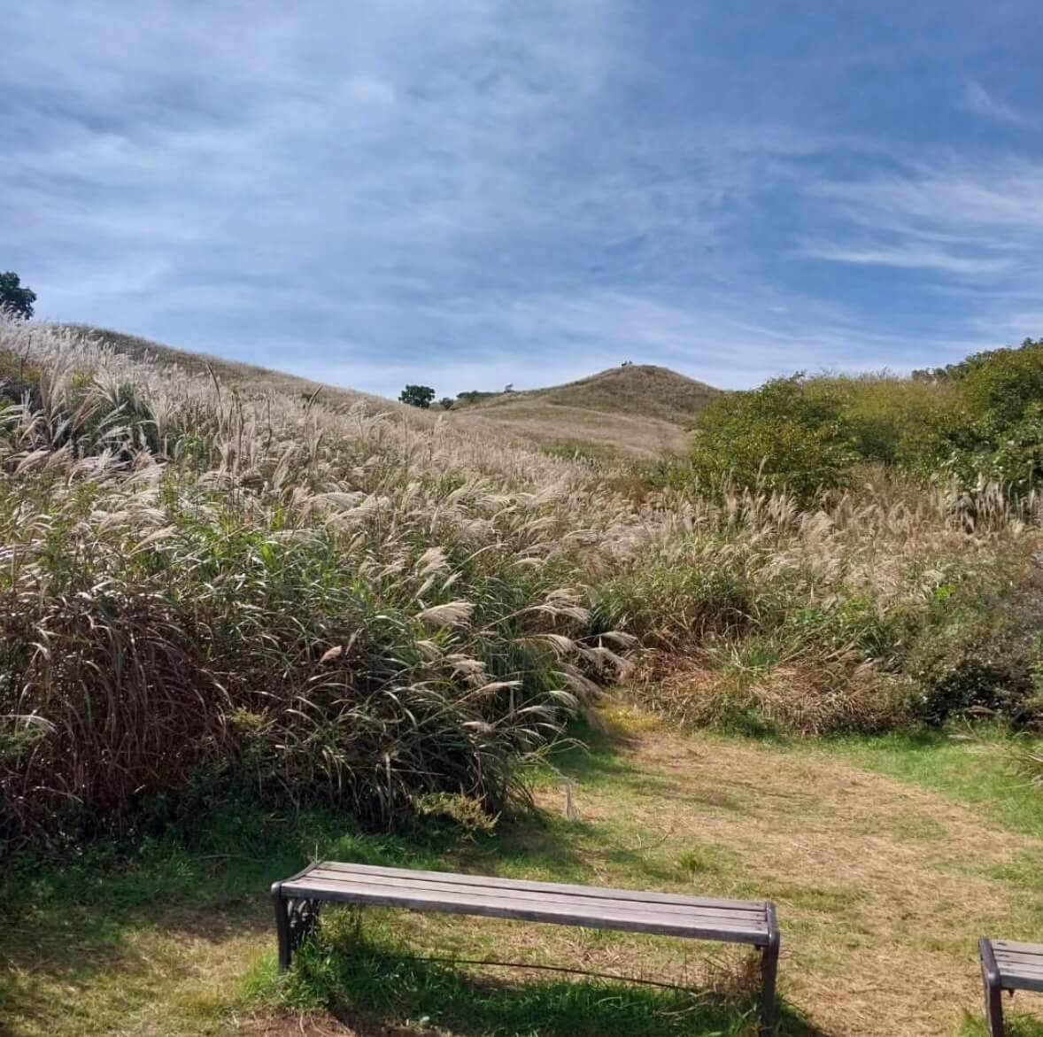 황매산 억새축제기간