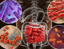 장내 미생물과 정신 건강의 관계