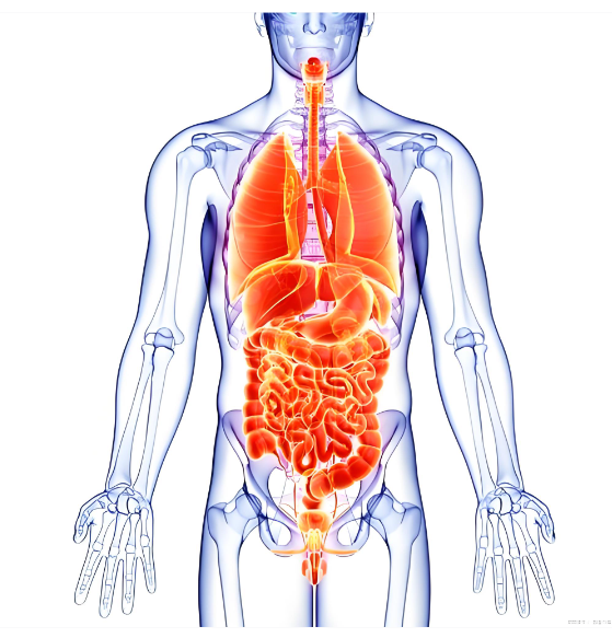 신체소화기관전신사진