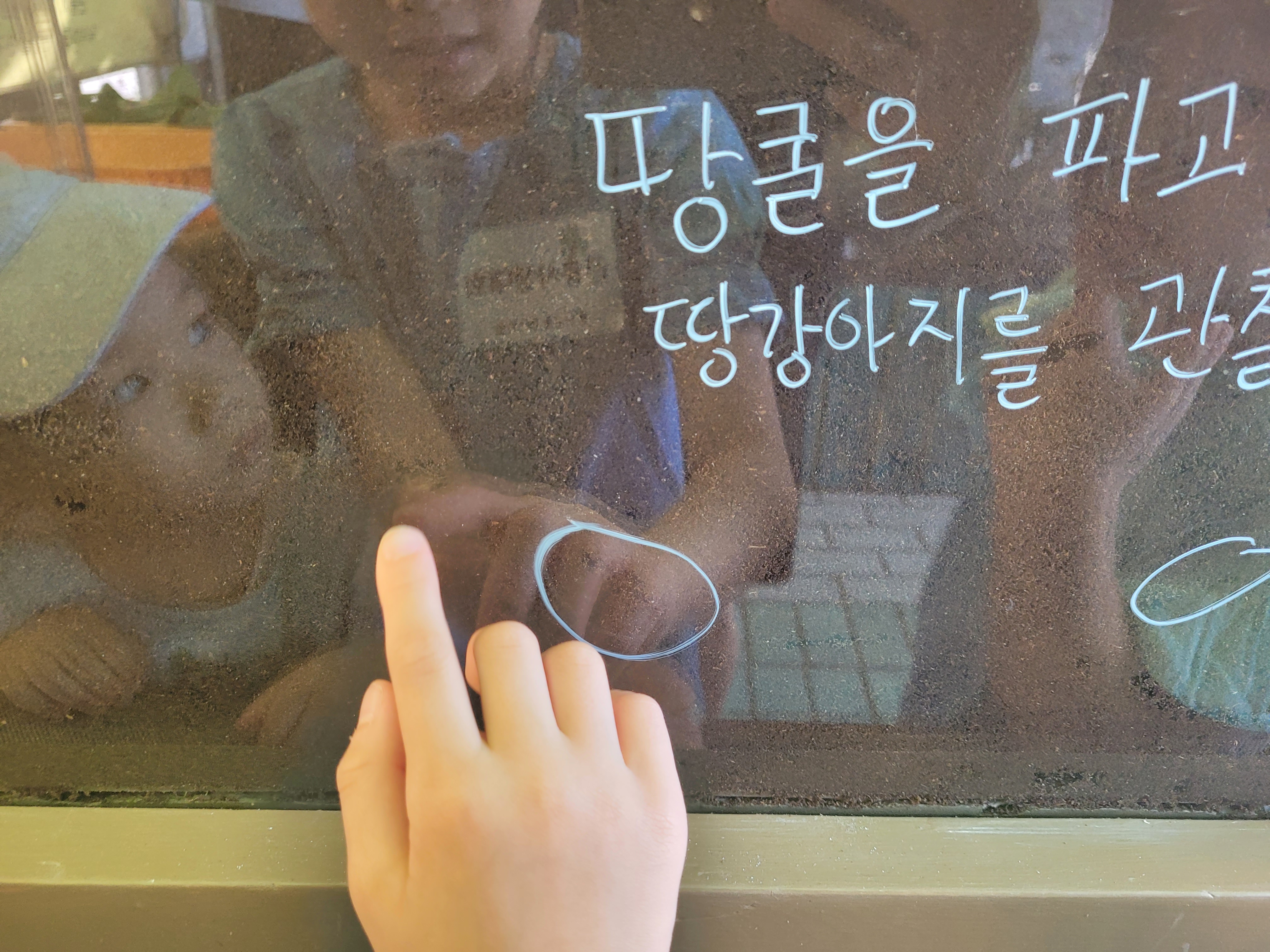 땅강아지