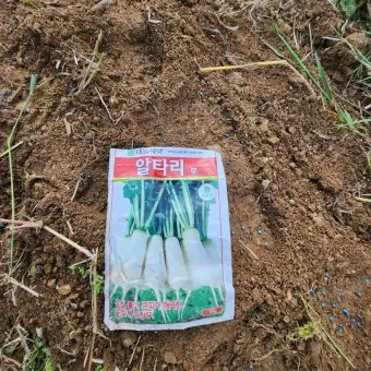 알타리무 파종시기 핵심 포인트_6