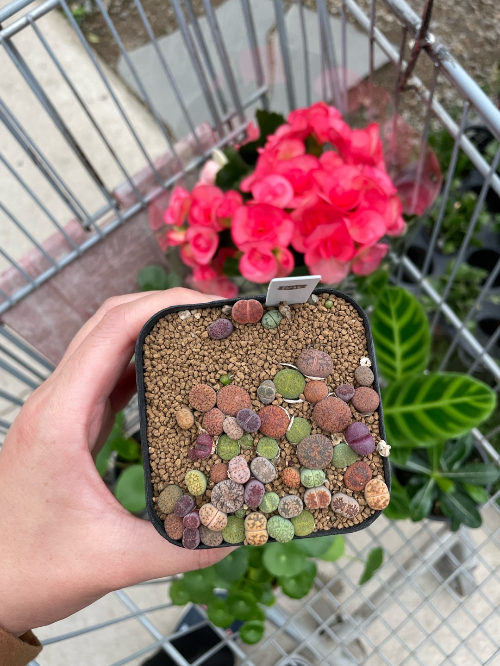 식집사가-좋아할만한-파주-식물원-조인폴리아-화훼단지