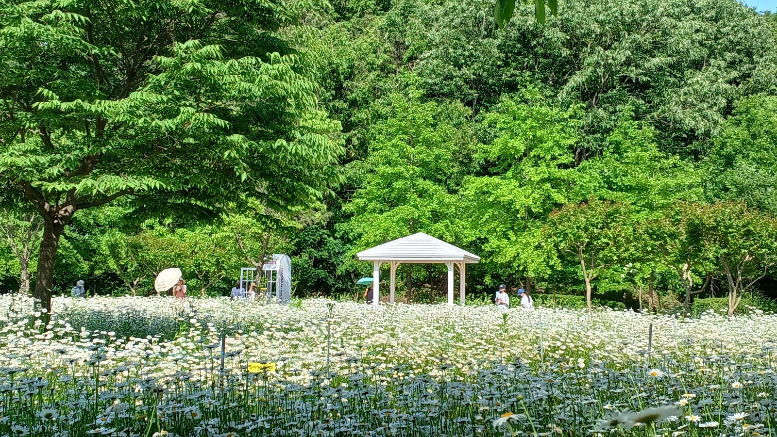 함안 악양생태공원 샤스타데이지4