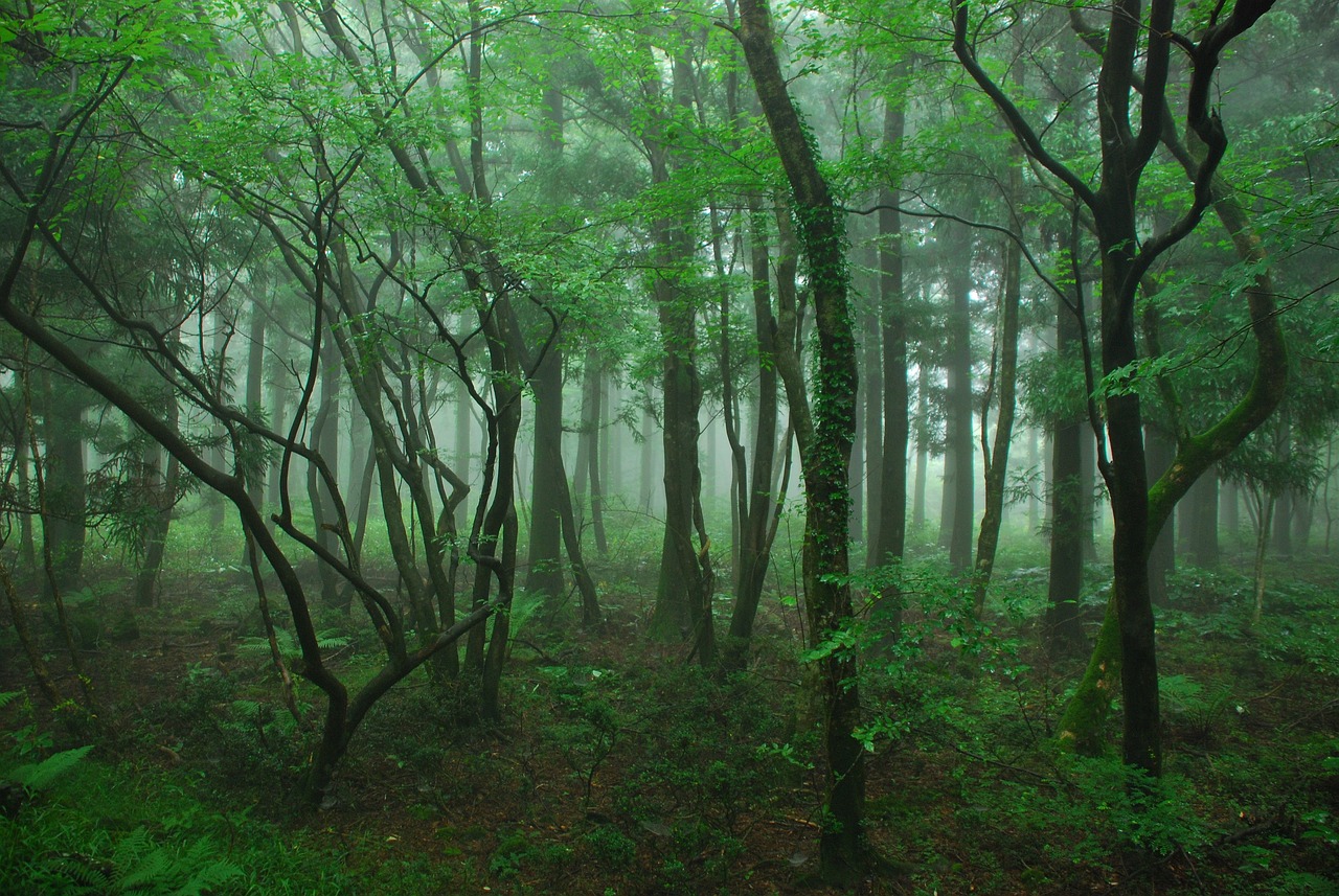 제주도 서귀포 사려니숲길 (Saryeoni Forest Path, Seogwipo, Jeju Island)