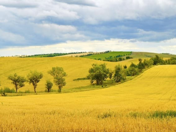 귀리 밥 도시락으로 활용