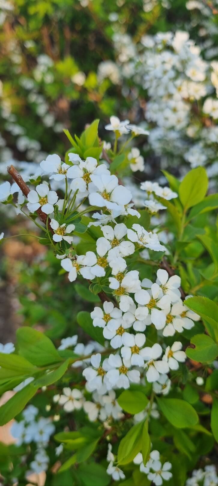 안양천 벚꽃 축제