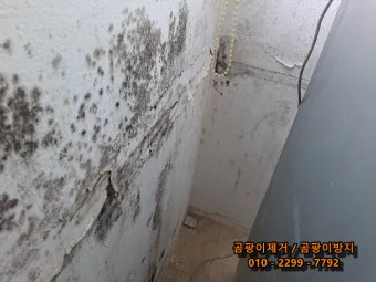 곰팡이 제거 방법 방지 페인트 냄새 없애기_11