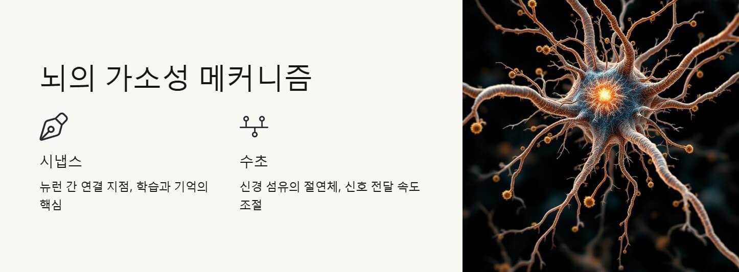 뇌의 가소성