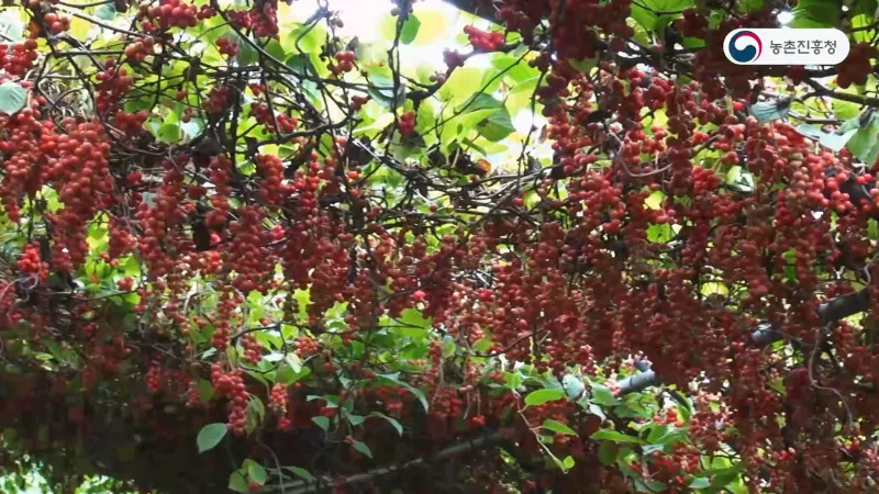오미자 재배 차광 관리 덩굴 유인 병해 예방_1