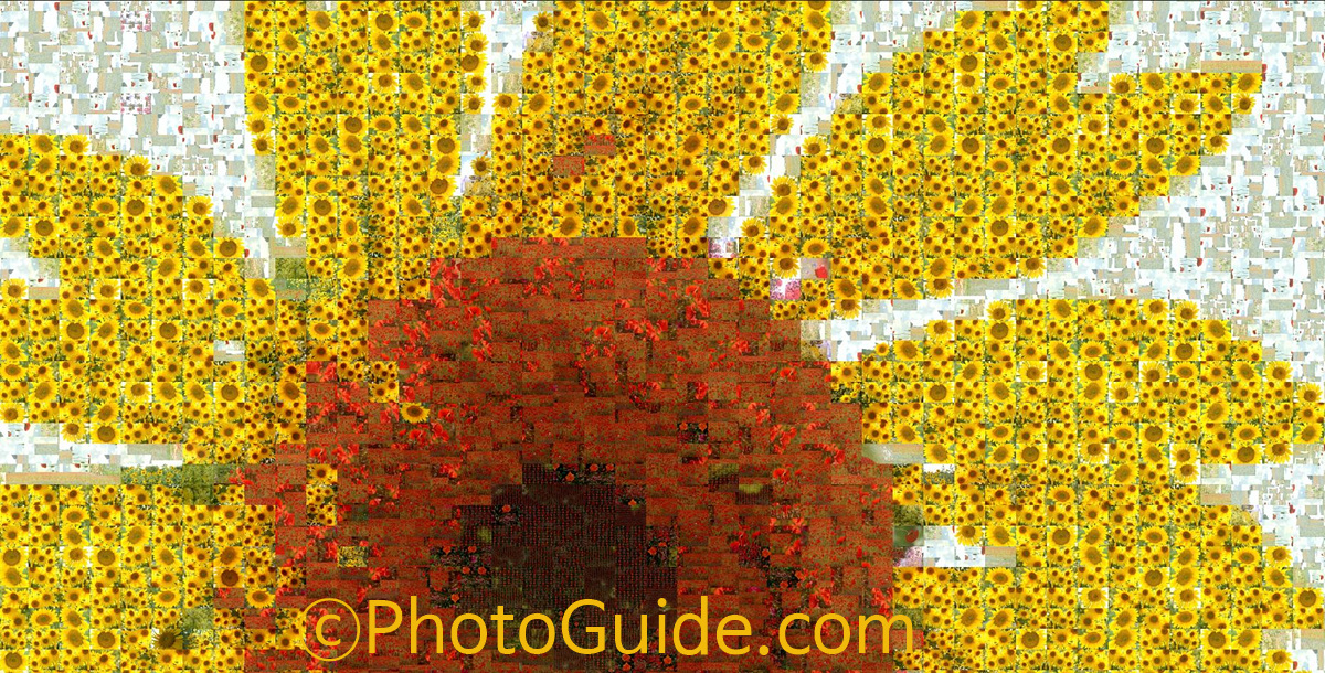 PhotoGuide.com NFT flower