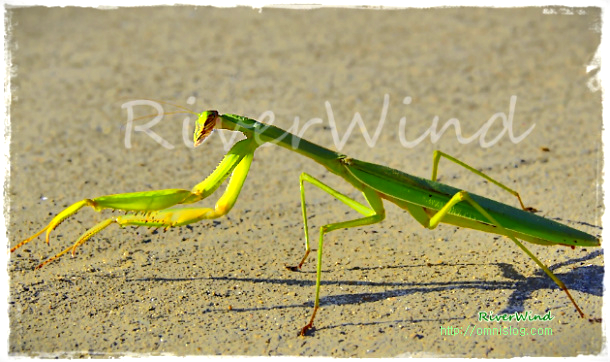 사마귀 Mantis
