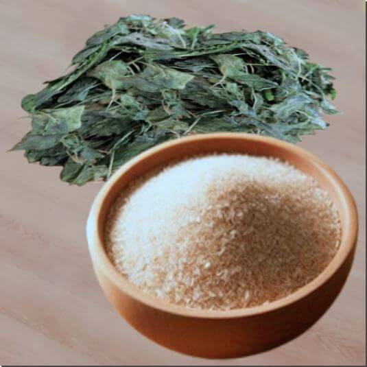 질경이 나물 효능 및 영양소 먹는 법과 주의점