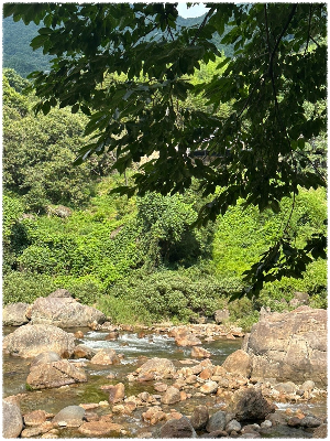 화개천 계곡 