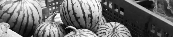 수박 고르는법: 소리 확인