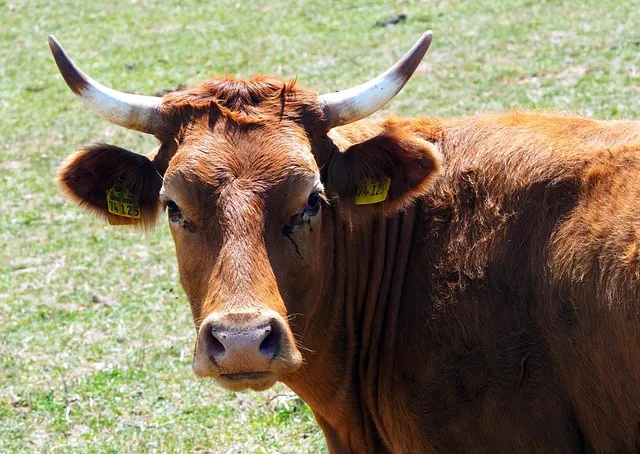 축산물품질평가원 축산물 이력제 확인 방법 조회 절차_6