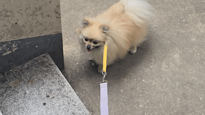 계단 오르는 강아지