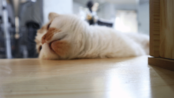 먼치킨고양이