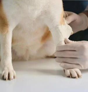 강아지 십자인대 파열 증상, 수술비 총정리