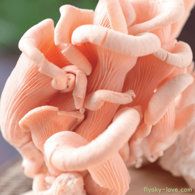 성인병에 효과적인 분홍느타리버섯