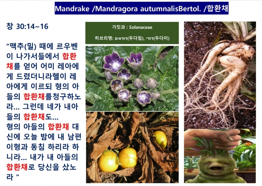 합환채 사진