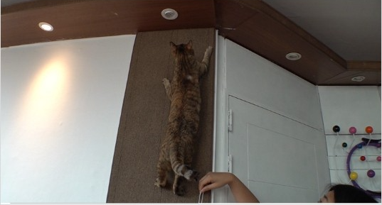 TV 동물농장 브루스