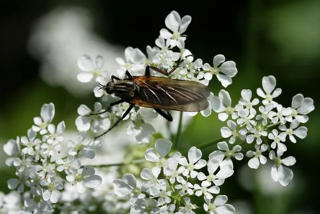 모기 박사님 추천 모기 퇴치법과 여름철 모기 없는 집 만들기 실전 전략_8