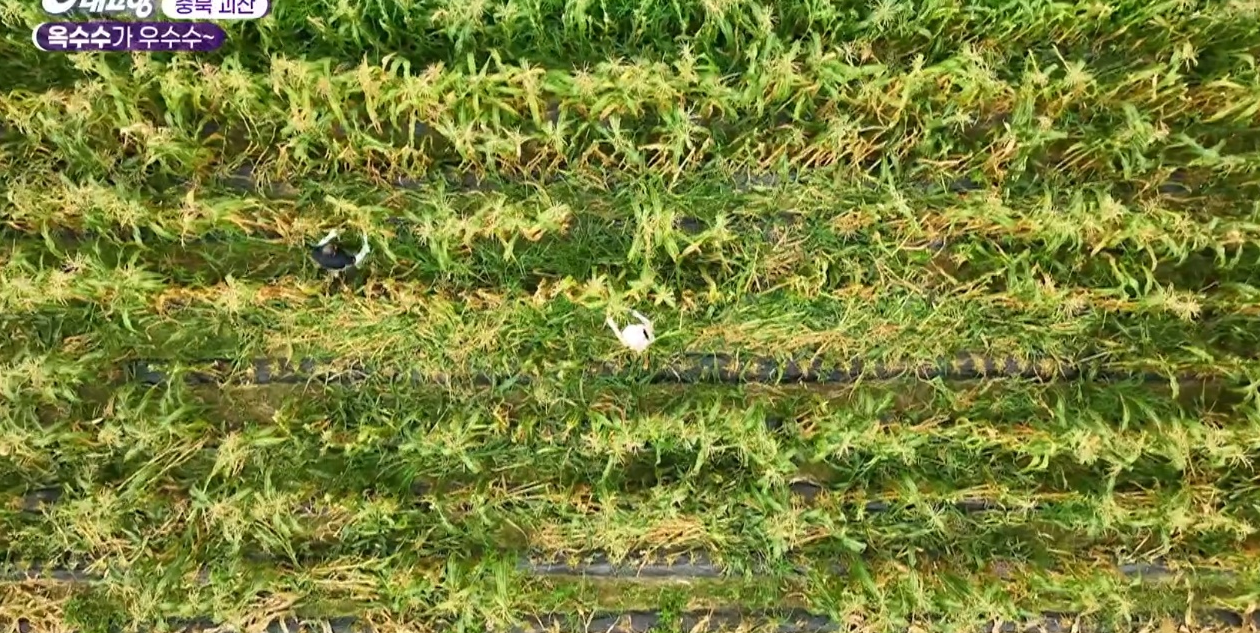 6시내고향 다시보기