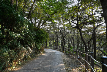 부산 태종대 수국축제기간14