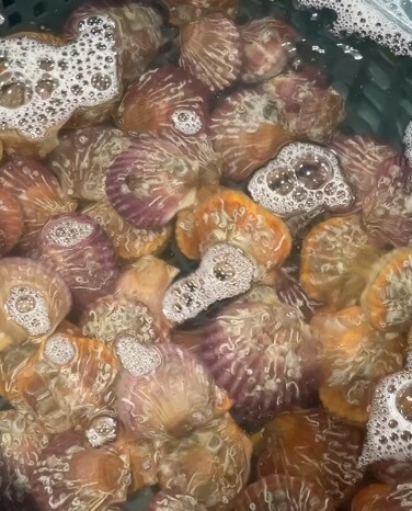 6시내고향 경남 통영의 수산물 전문점 통영자성수산 비단가리비 주문방법