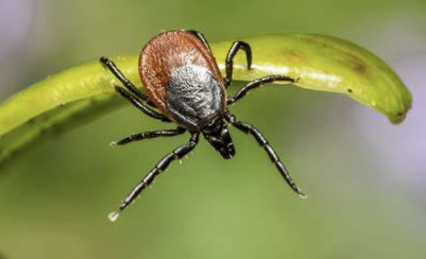 작은 붉은색 진드기