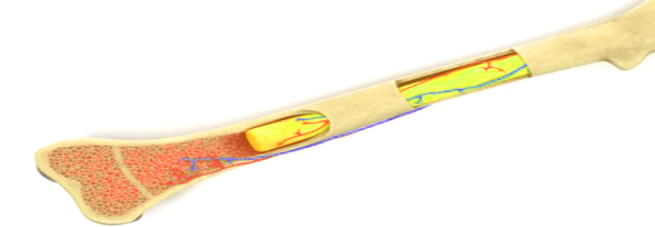 뼈 내부 사진
