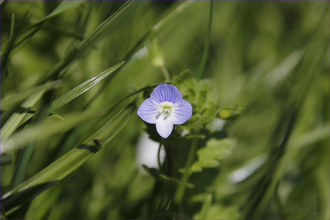 새마을금고 정기예금 금리