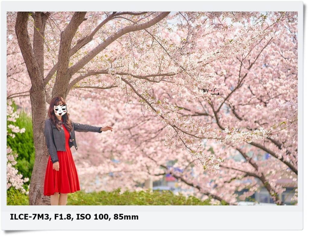 삼락 낙동제방벚꽃길 산책로와 벚꽃나무