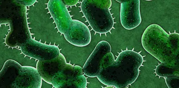 헬리코박터균과 관련된 사진