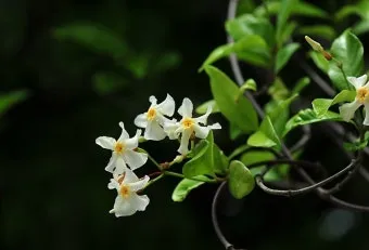 백화등 키우기 삽목방법 가지치기 꽃 노지월동까지_9