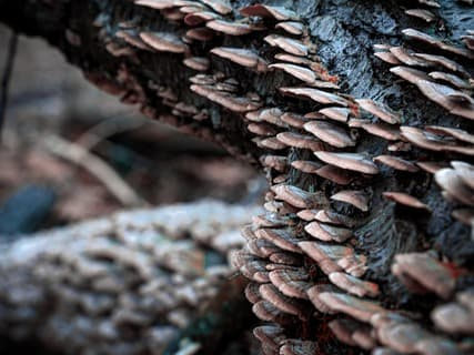 물에 우려내서 먹는 상황버섯