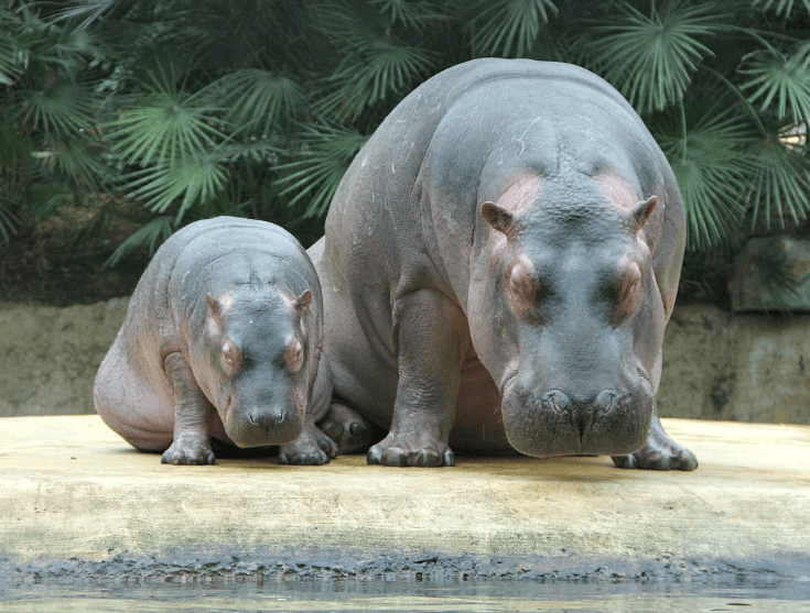 새끼 하마 나오는 꿈