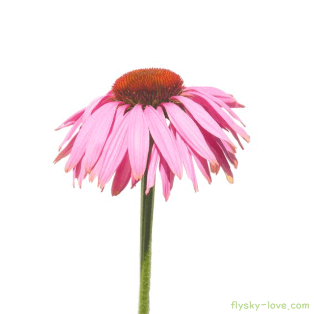 에키네시아 효능