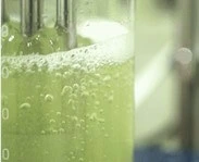 바이브랩 두피 영양제,