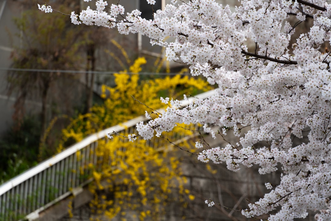 Forsythia