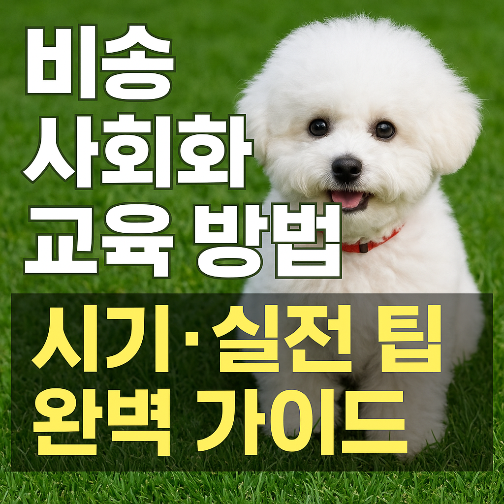 비숑 사회화 교육 방법